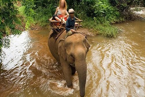 Voi giẫm chết quản tượng, bỏ vào rừng theo voi cái
