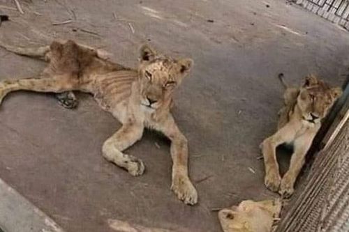 Xót xa bầy sư tử gầy trơ xương trong sở thú