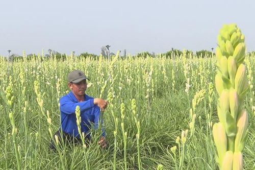 Nông dân tập trung chăm sóc hoa huệ kỳ vọng mùa hoa tết