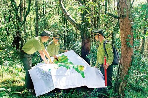 Những người lính giữ rừng trên đỉnh Sam Síp