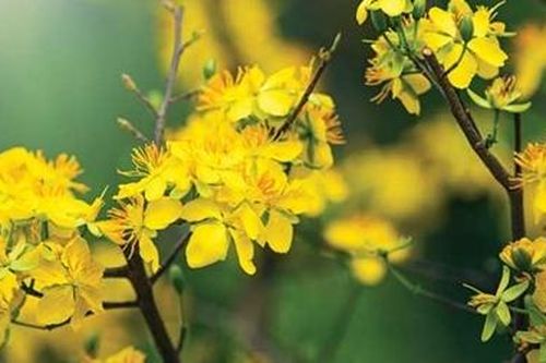 Mai vàng nghề chơi lắm công phu