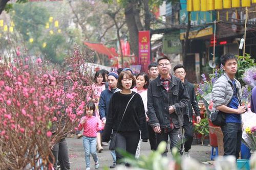 Sôi động thị trường hoa - cây cảnh đón Tết