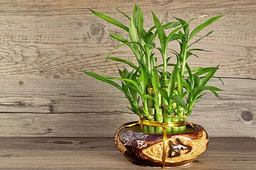 Những loại cây cảnh tốt cho sức khỏe