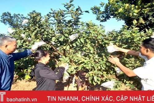 Vườn mẫu của gia đình thương binh thu hàng chục triệu đồng trong vụ Tết