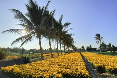 Chùm ảnh: Sắc xuân về rực rỡ khắp phố phường Ninh Thuận