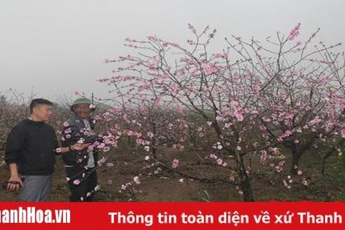 'Thủ phủ' đào phai hoa kép Quảng Chính những ngày giáp tết