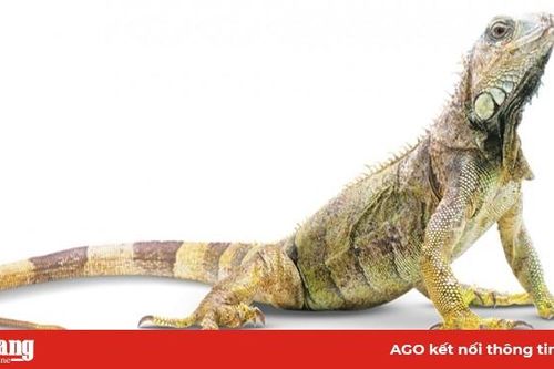'Trại rồng' của những chàng trai 9x