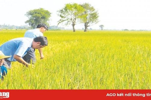 Gieo hy vọng trên những đồng lúa sạch