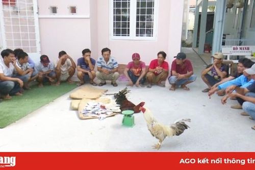 Bắt giữ 21 đối tượng đá gà ăn tiền