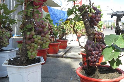 Lạ mắt cây kiểng trĩu quả dịp Tết