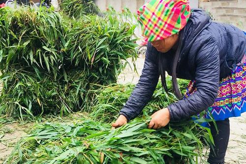 Tết muộn với người chăn nuôi