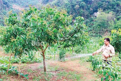 Màu xanh cây trái trên đất Quỳnh Nhai