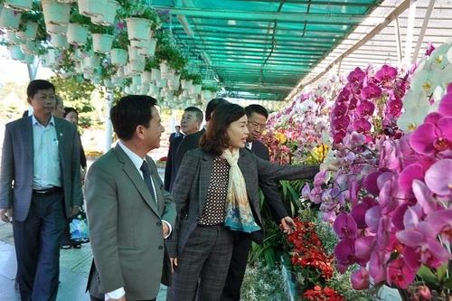 Lâm Đồng: Khai Hội hoa Xuân 2020