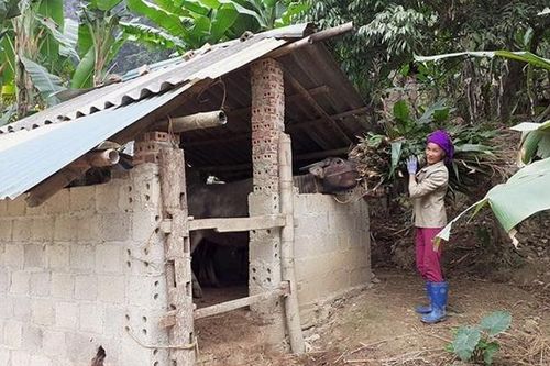 Chủ động phòng, chống rét cho đàn gia súc