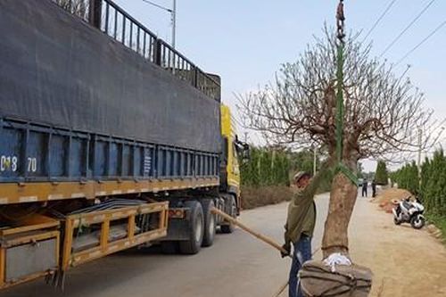 Làng đào Đồng Dụ tất bật vào Tết
