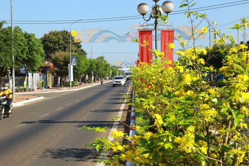 Dải phân cách mai vàng dài 5km độc nhất vô nhị ở Việt Nam