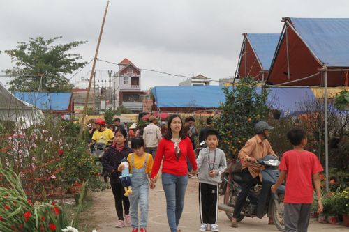 Hoa xuân khoe sắc trên thành phố Cảng