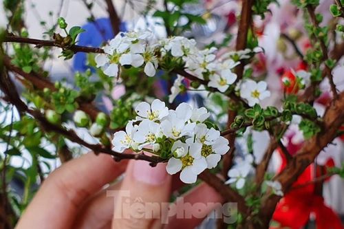 Độc đáo 'hoa nghìn nụ' được người dân đất Cảng săn đón dịp tết