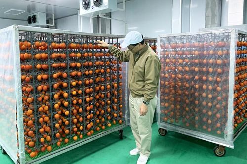 Hồng Đà Lạt lên đời, 'cháy hàng' khi sấy treo kiểu Nhật