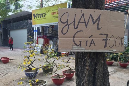 Nhất chi mai gốc 'khủng' vài chục triệu ế ẩm trên phố