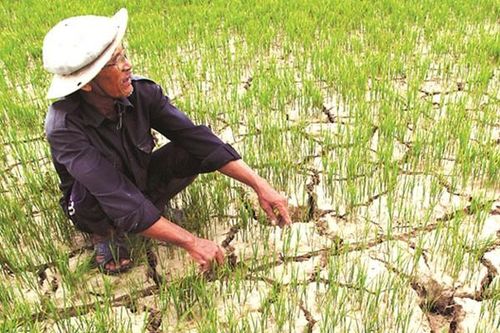 Thủ tướng yêu cầu khẩn cấp ứng phó với hạn mặn, thiếu nước