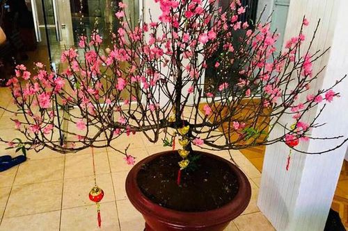 Những lời chúc Tết hay, ý nghĩa gửi đến bố mẹ