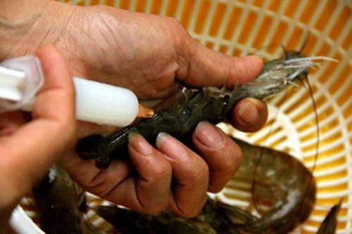 Cà Mau: Xử phạt một trường hợp vận chuyển tôm sú có chứa tạp chất 50 triệu đồng