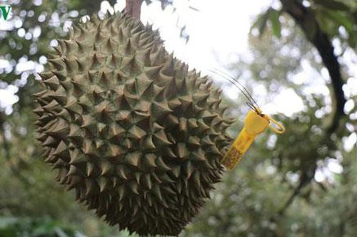 Đắk Lắk: Sầu riêng Krông Pách hướng tới thị trường xuất khẩu