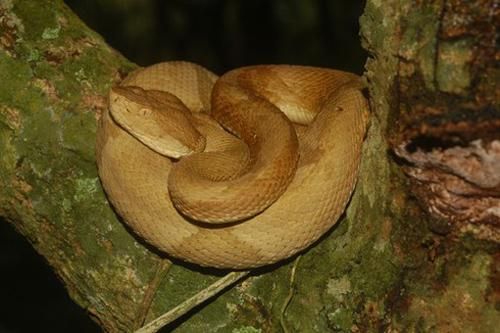 Loài rắn có nọc độc làm tan thịt người ở đảo Brazil