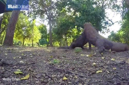 Kịch chiến bất phân thắng bại, rồng Komodo 'chơi bẩn' để hạ đối thủ