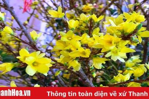 Thanh Hóa: Các loại hoa lạ được săn tìm ngày Tết