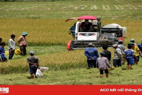 Thú vui săn chuột đồng