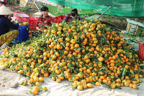 Nhộn nhịp mua bán quýt hồng ngày Tết
