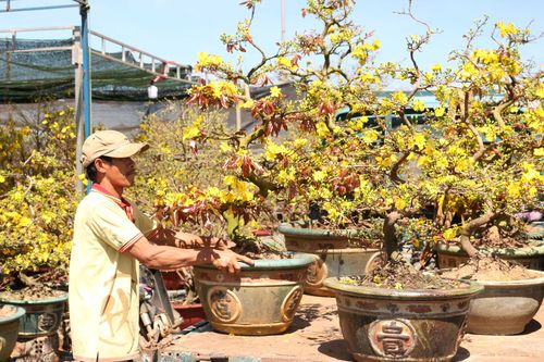 Chợ hoa Tết Pleiku: Giá không cao, vẫn vắng người mua