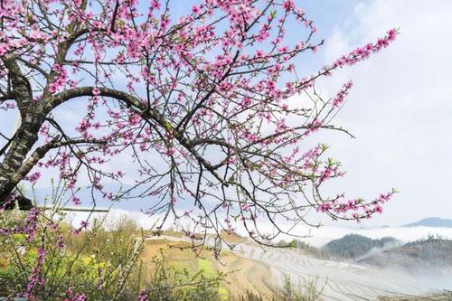 Hồn xuân trong sắc hoa đào