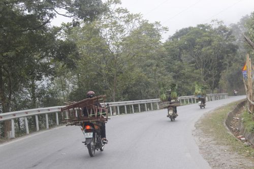Đưa địa lan về núi dưỡng cây