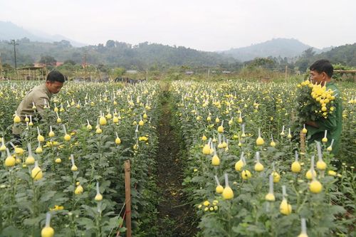Các nhà vườn hối hả những ngày áp Tết