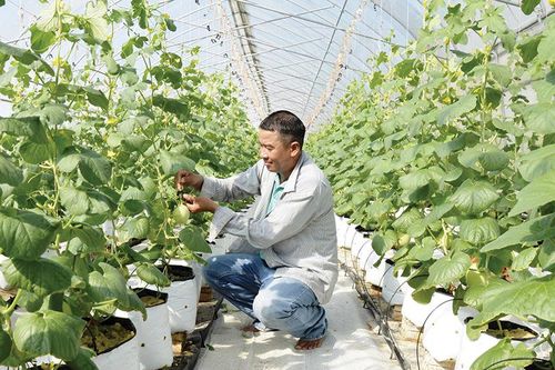 Phát triển nông nghiệp hiệu quả từ chuyển đổi cơ cấu cây trồng