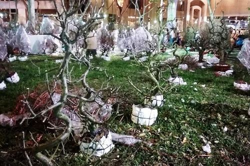 Nắng nóng, đào nở trụi bông, dân buôn buồn rầu cắt nhánh lấy gốc