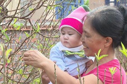 Độc đáo loại 'cây gọi Tết' giúp cả làng ấm no