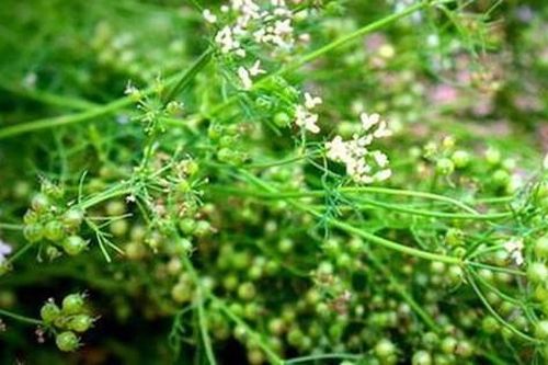 Thanh lọc và tăng cường sức khỏe bằng tắm lá mùi già cuối năm đừng quên điều cấm kị này