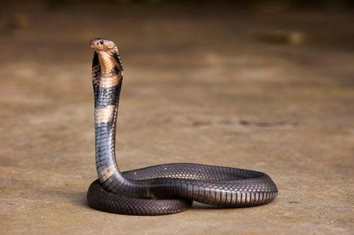 Rắn 'có thể đã lây virus Vũ Hán cho người', đỉnh điểm dịch vào tháng 3