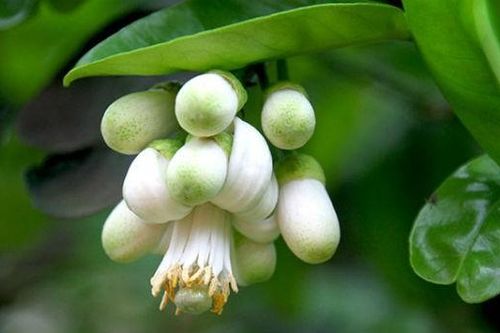 Nửa thế kỷ tỏa ngát 'Hương thầm'