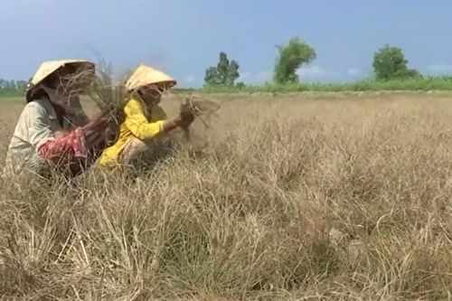 Cà Mau 'hỏa tốc' chống hạn hán, nguy cơ cháy rừng