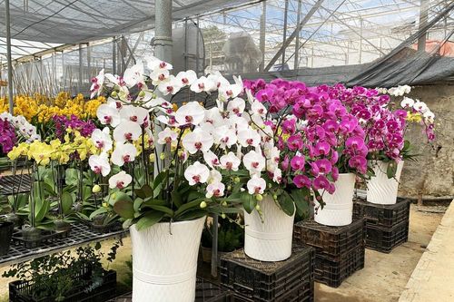 Nữ hoàng hoa lan Đà lạt khoe sắc khắp mọi miền, 'cháy hàng' dịp Tết
