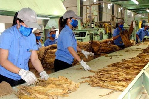 Năm 2020 nhập khẩu 59.098 tấn thuốc lá nguyên liệu