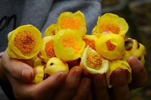 Loại trà Việt cổ đắt như 'vàng ròng' nhà giàu thưởng Tết