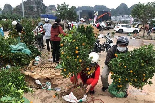 Quất cảnh ế chất đống chiều 30 Tết, dân tranh nhau nhặt về