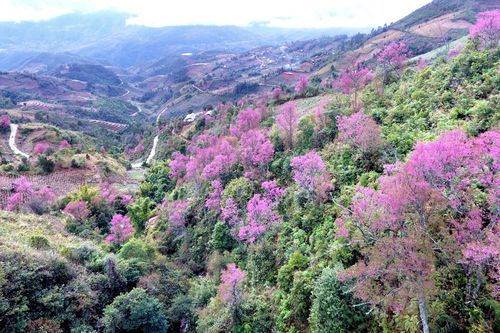 Rực rỡ sắc hoa đào rừng ở vùng rẻo cao Tây Bắc Mù Cang Chải