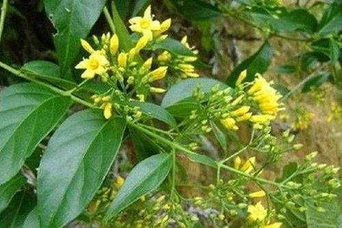 Mâu thuẫn với gia đình, hai thanh niên ở Nghệ An đã ăn lá ngón tự tử
